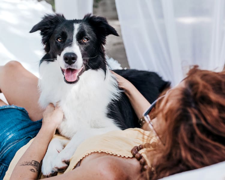 St. Francis Pet Resort in Williamsburg