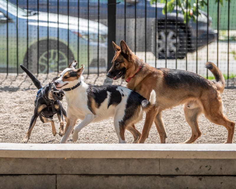 Doggie Daycare, Williamsburgs